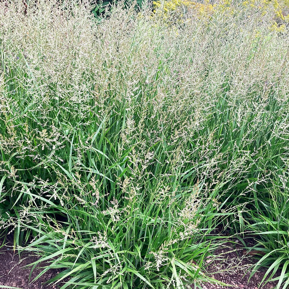 Calamagrostis acutiflora 'Cheju-Do'