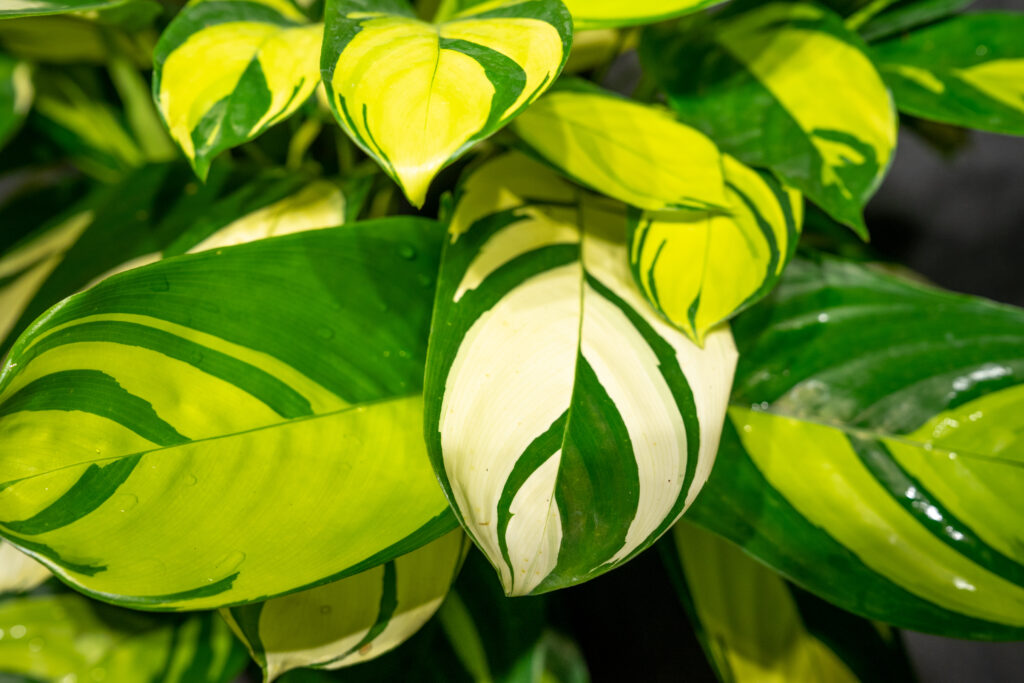 Calathea pilosa