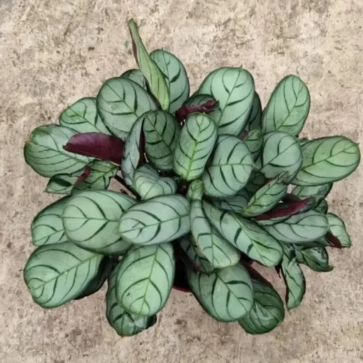 Calathea Amagri - Ctenanthe burle-marxii 'Amagris'
