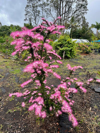 Calliandra Brevipes 'Powerpuff' - Arbre aux houppettes