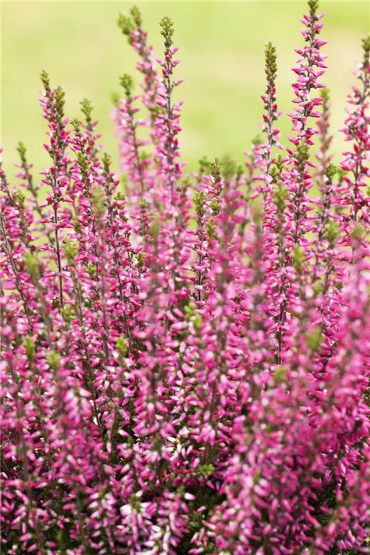 Calluna vulgaris 'Athene'