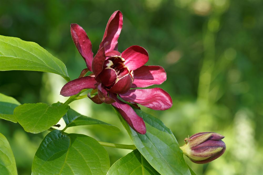 Calycanthus floridus 'Aphrodite' - Arbustes aux anémone