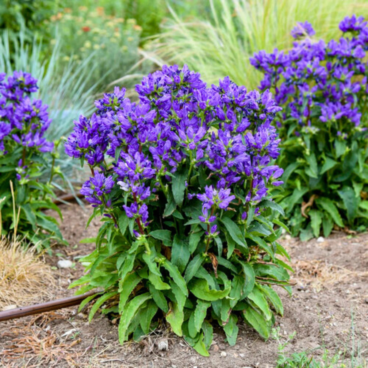 Campanula glomerata 'Acaulis'