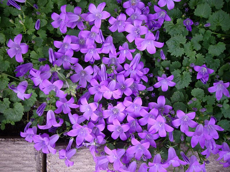 Campanula portenschlagiana (muralis)