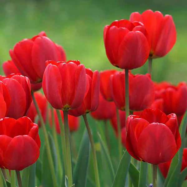 Bulbe d'automne - tulipe Canadian Liberator