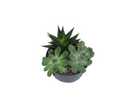 Jardin de succulentes 5.5" - Low