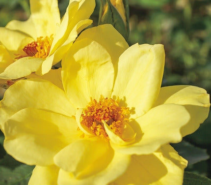 Rosa ‘Climbing Carefree Sunshine’ - Rosier