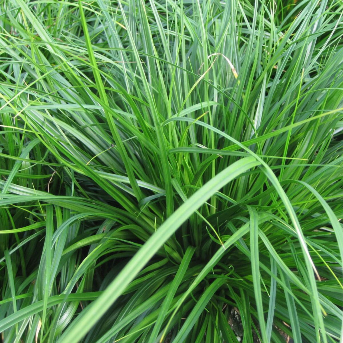 Deschamptia caespitosa 'Pixie Fountain