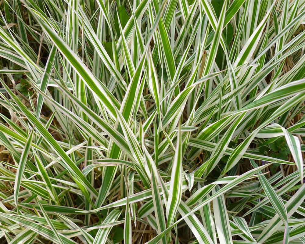Carex morrowii "Ice Dance" - Laiche Japonaise / Japanesse Sedge