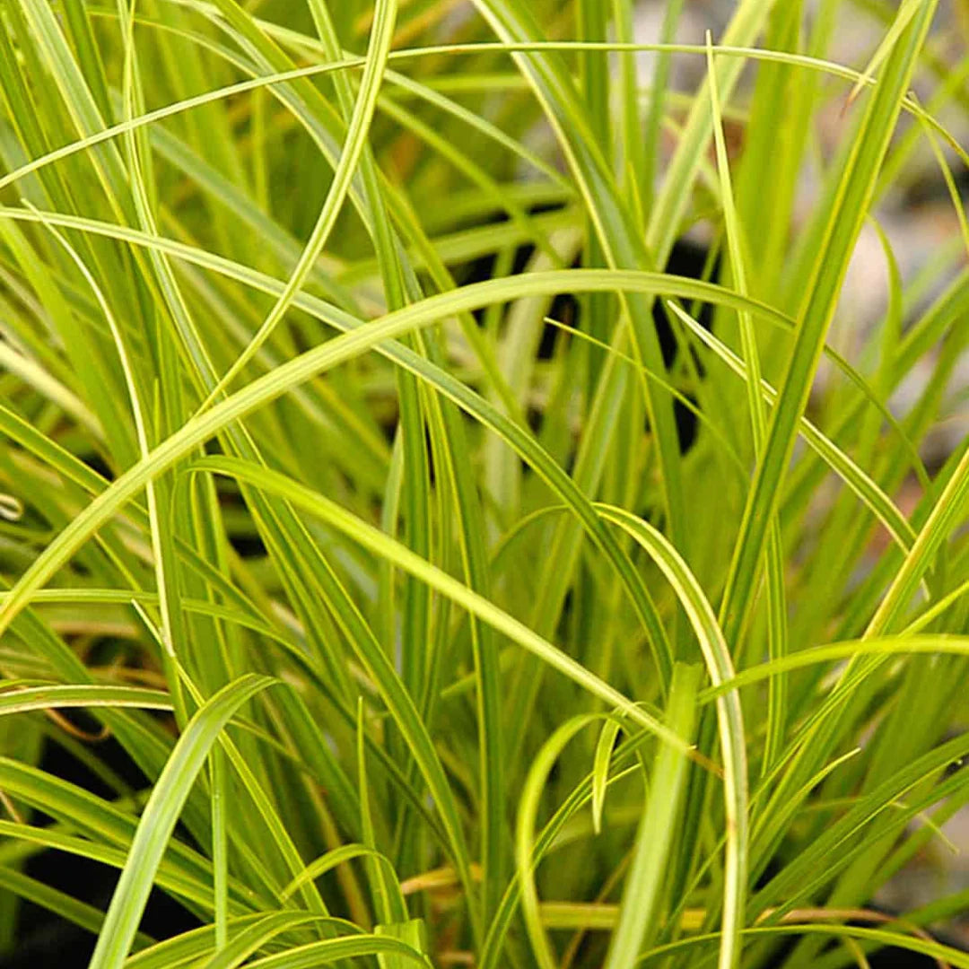 Carex Gold fountains