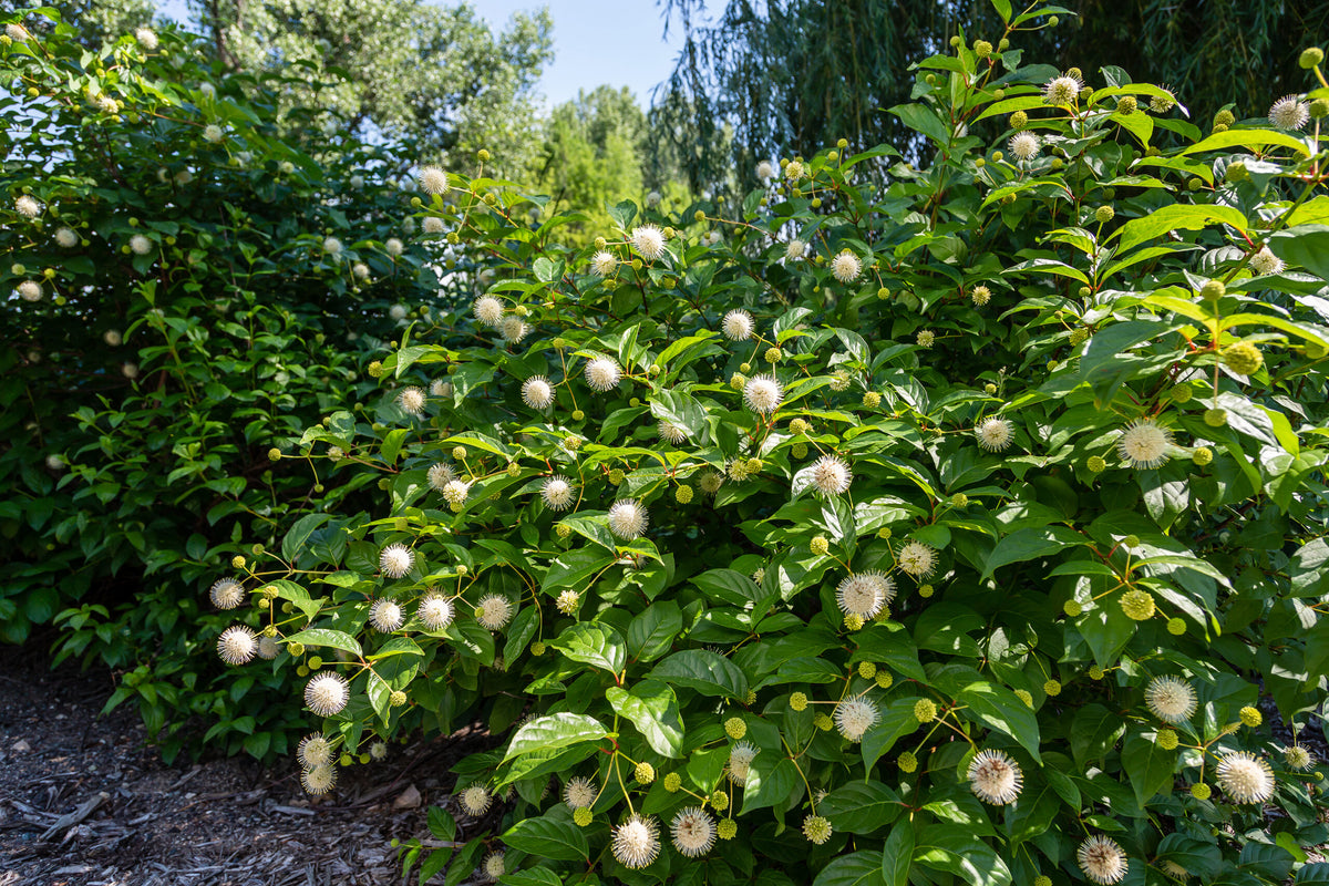 Cephalanthus occidentalis  'Fiber Optics'