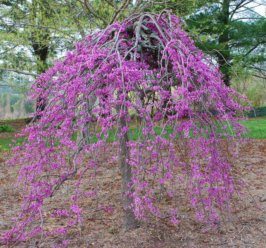 Cercis canadensis 'Ruby Falls'