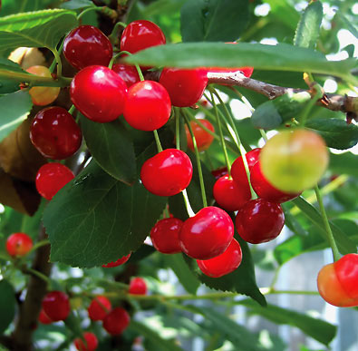 Cerisier Rose cherry