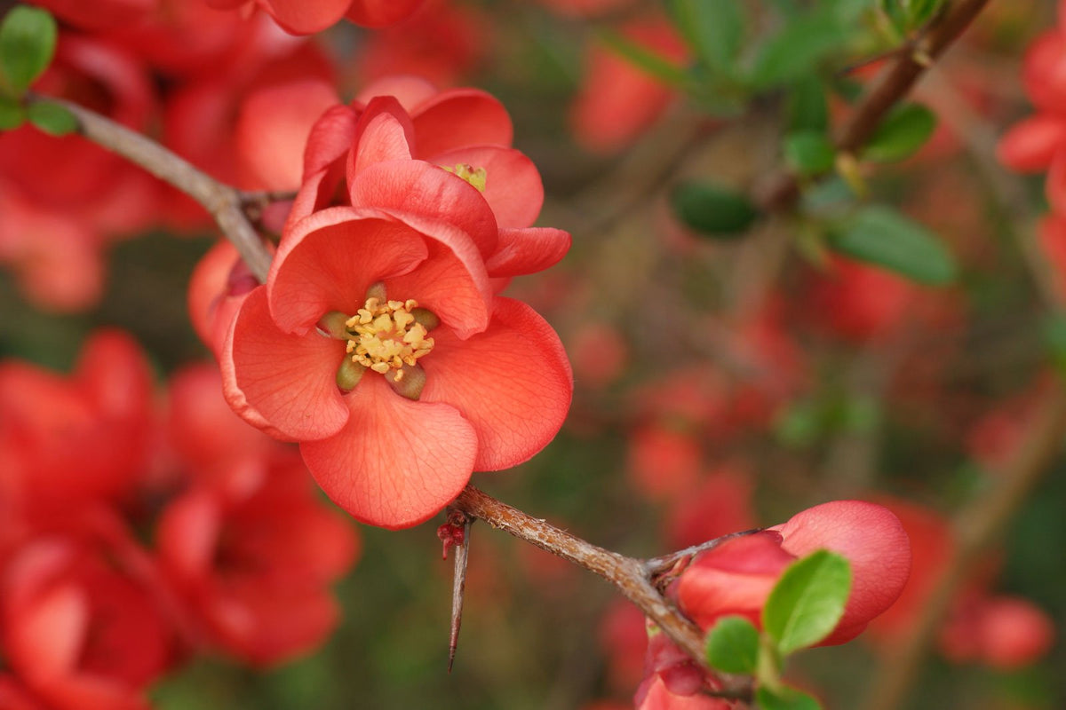 Chaenomeles japonica