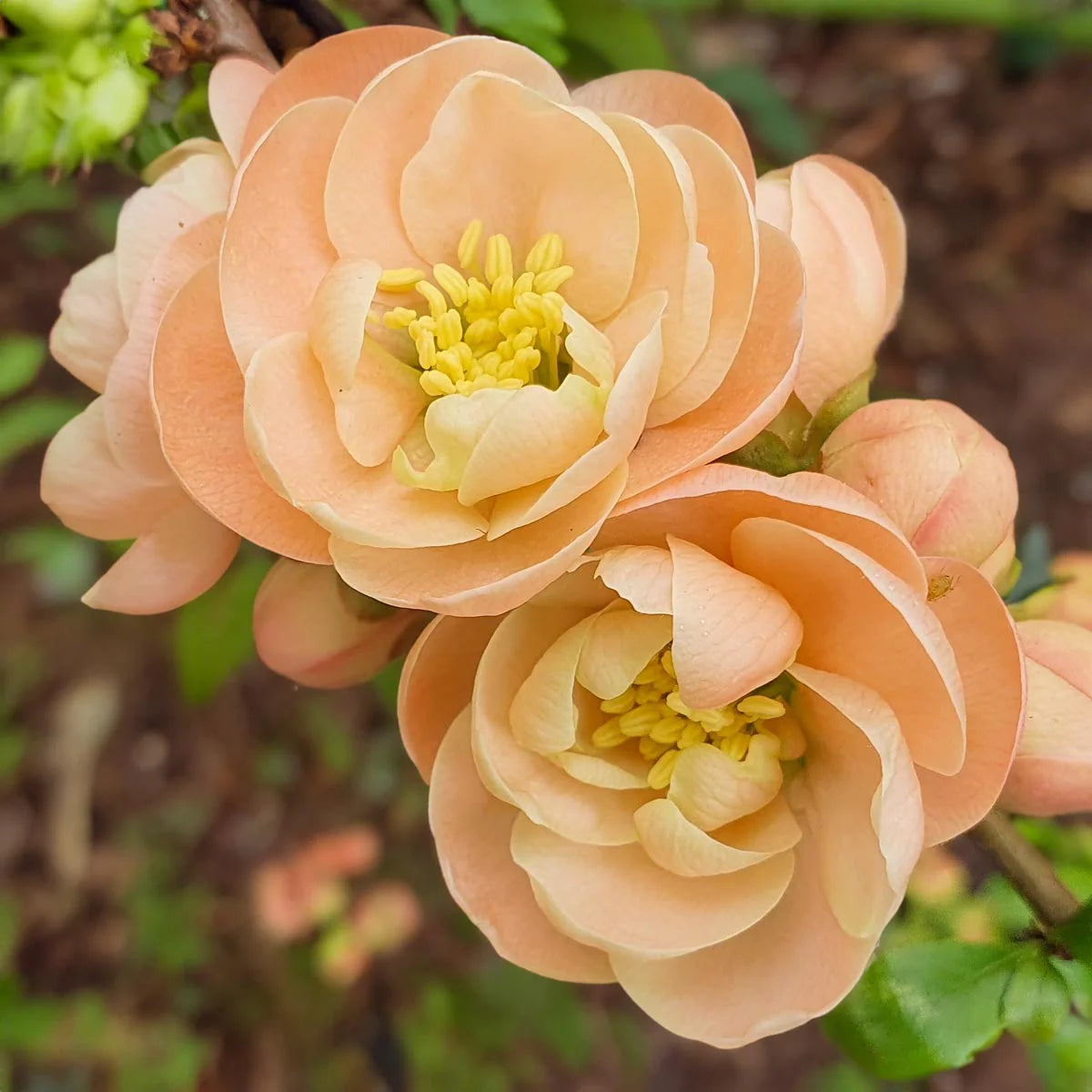 Chaenomeles speciosa 'Geisha Girl' - Cognassier