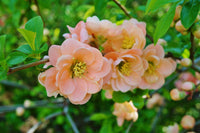 Chaenomeles speciosa 'Geisha Girl' - Cognassier