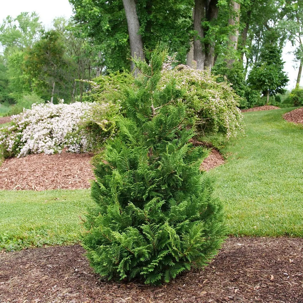 Chamaecyparis pisifera 'Cedar Rapids'
