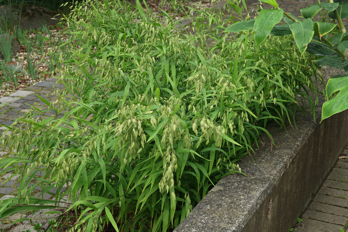 Chasmanthium latifolium (Uniola latifolia)