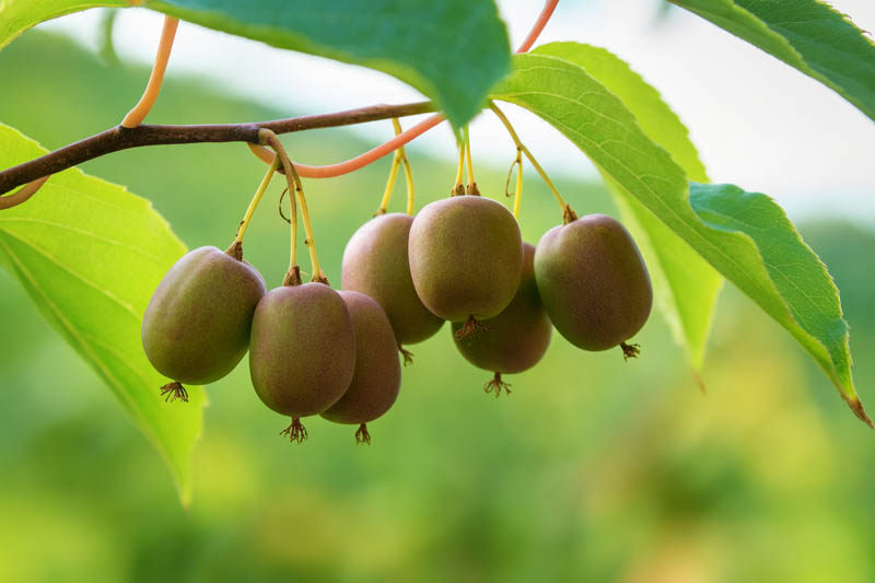 Actinidia arguta 'Hardy Kiwi'
