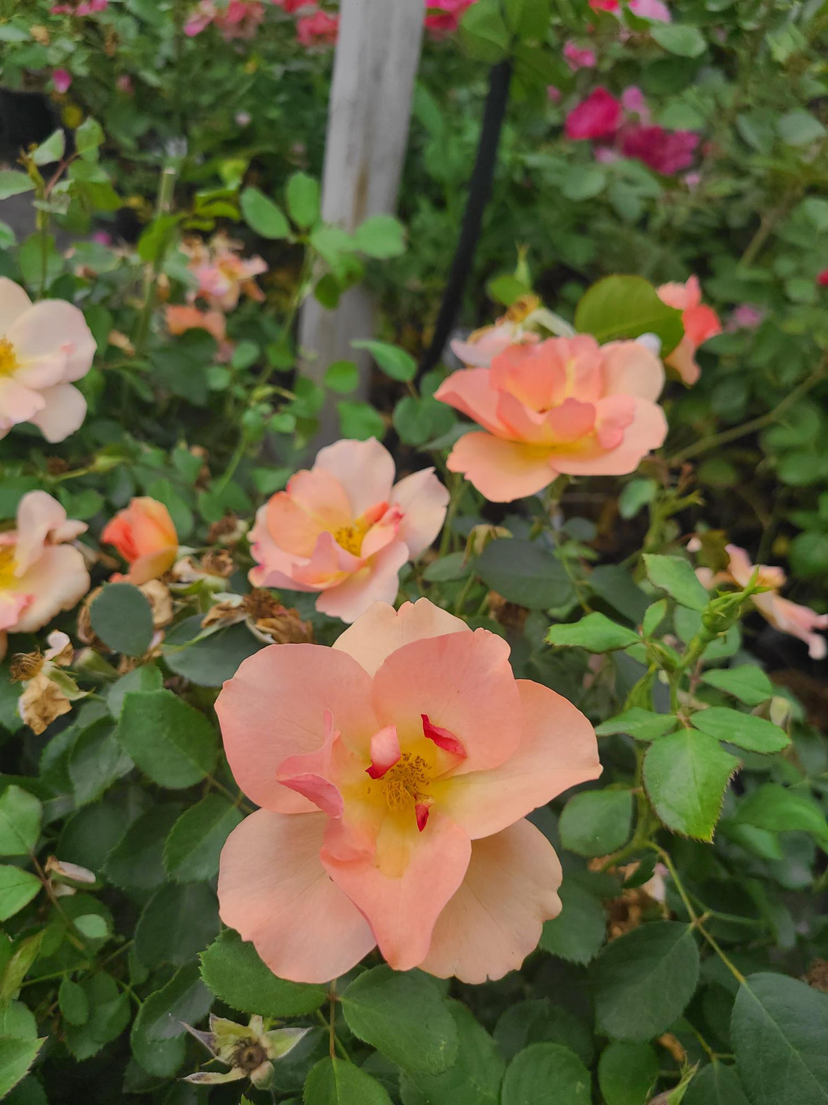 Chinook Roses Rosa 'Chinook Sunrise' - Rosier grimpant – FleurExcel Inc.