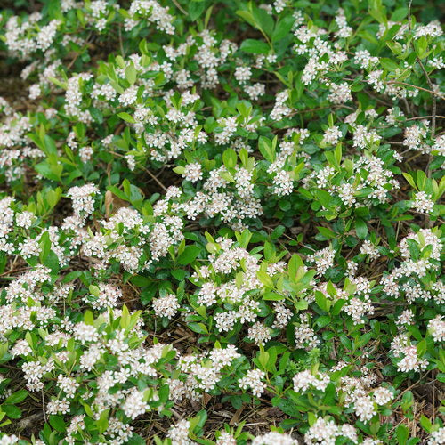 Aronia melanocarpa 'Ground Hug'