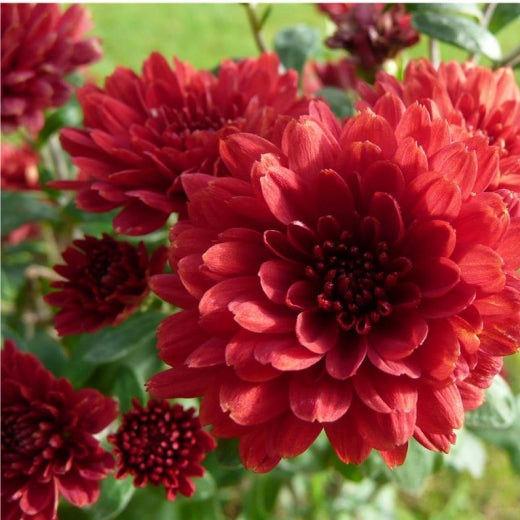 Chrysanthemum morifolium ‘Igloo' (rouge) - vivace
