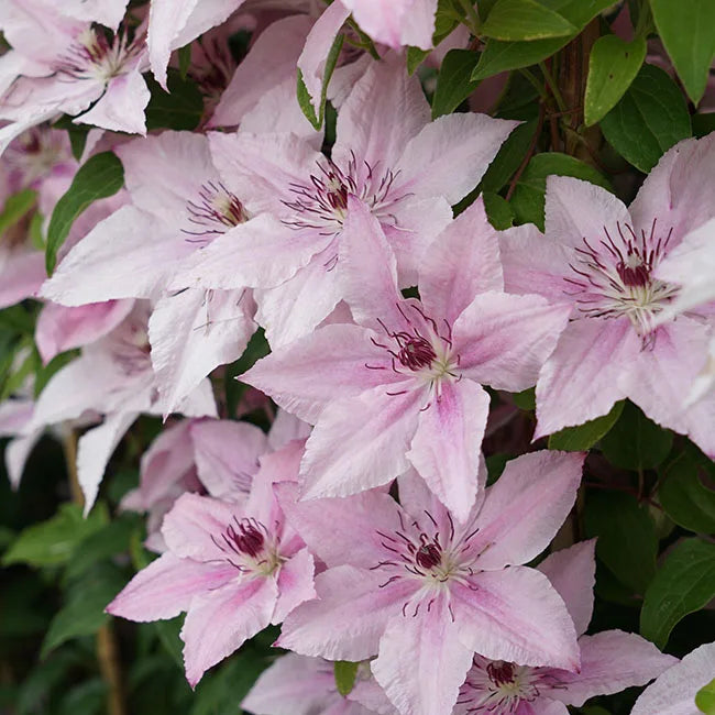 Clematis pink fantasy - clématite