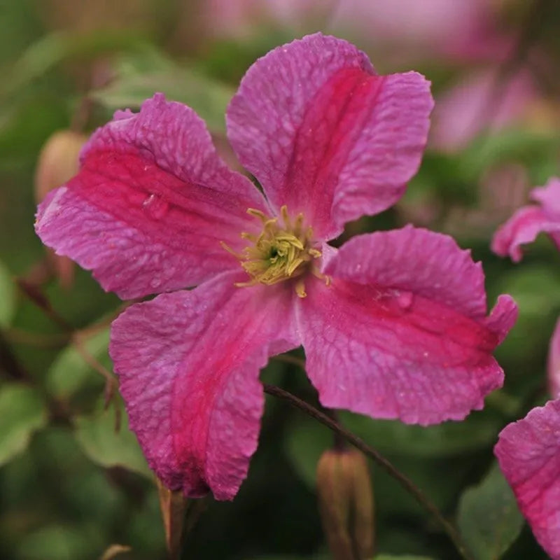 Clematis 'Pink Mink' - Clématite