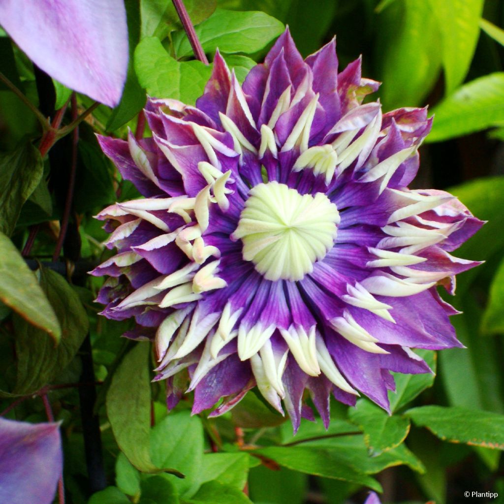 Clematis 'Taiga' - Clématite