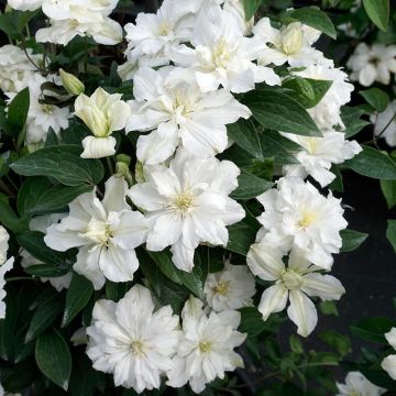 Clematis 'Yukiokoshi' - Clématite