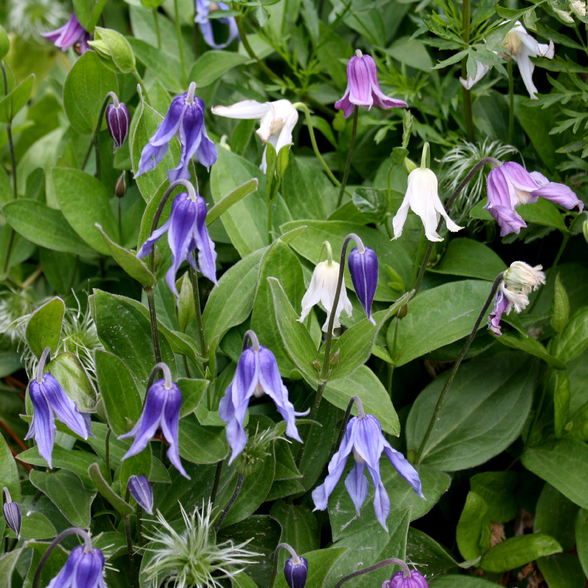 Clematis integrifolia  'Mongolian Bells'