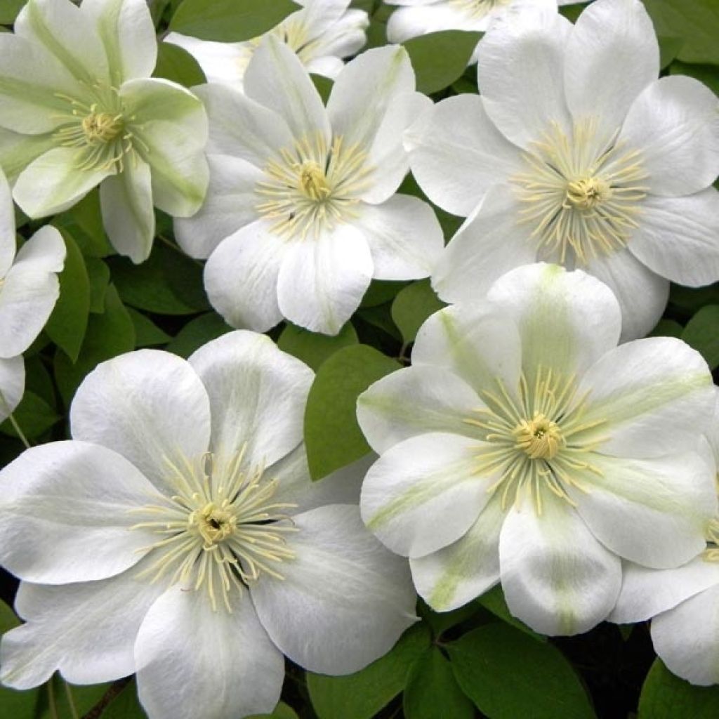 Clematis 'Guernsey Cream'