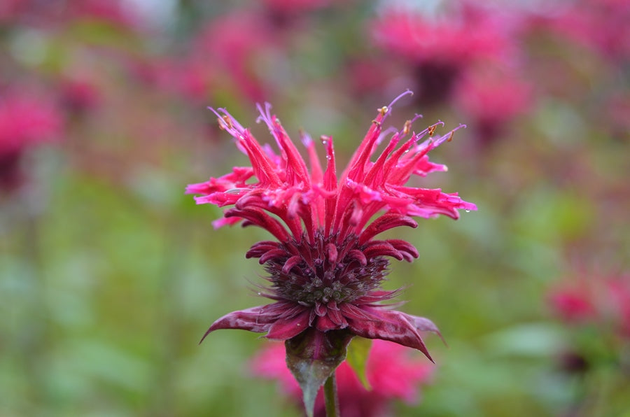 Monarda didyma 'Colrain  Red'