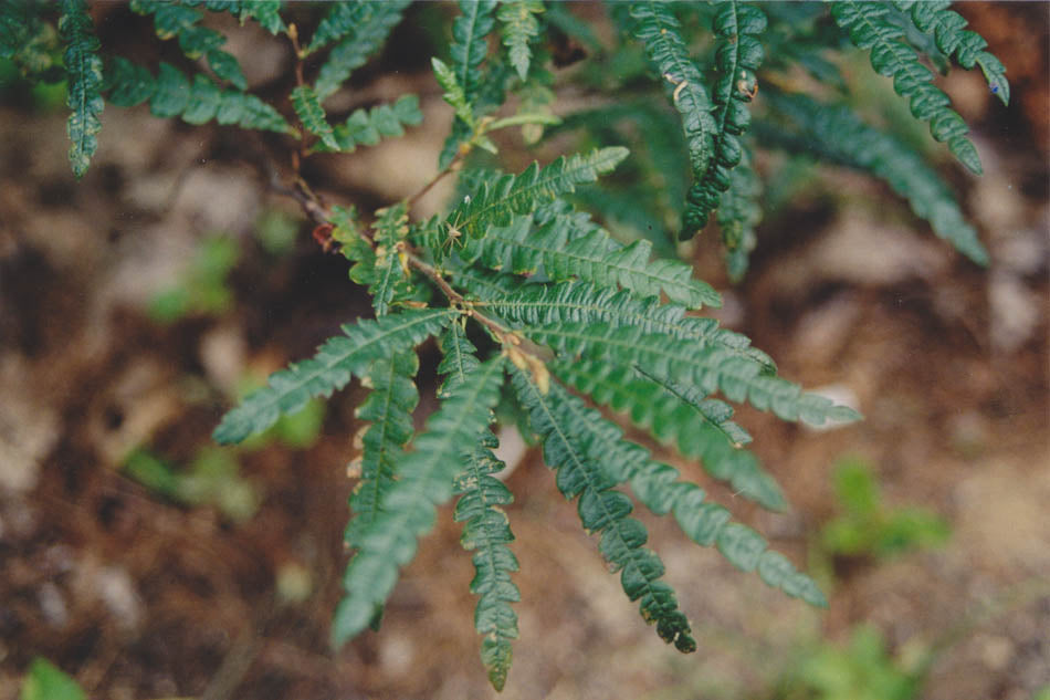 Comptonia Peregrina - Comptonie voyageuse