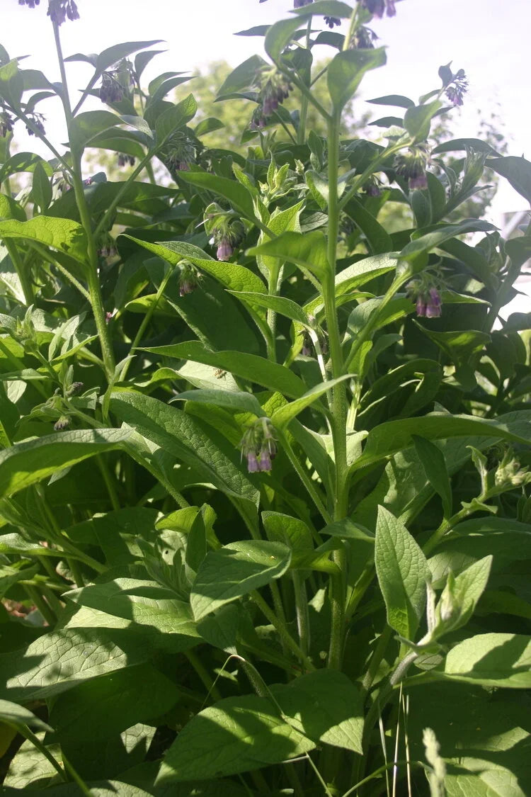Consoude de Russie - Symphytum asperum