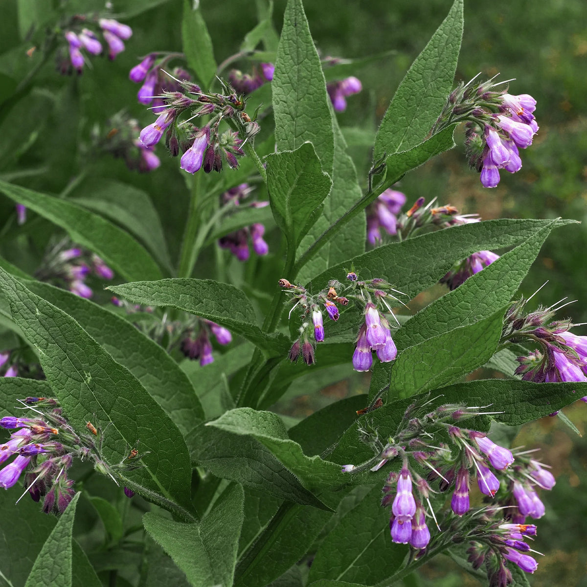 Consoude (Symphytum officinale)