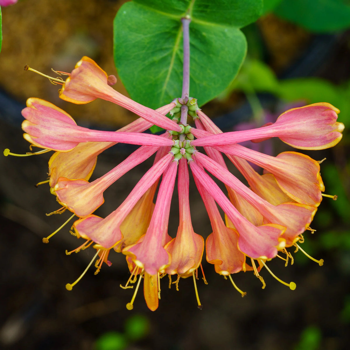 Lonicera 'Coral Star'