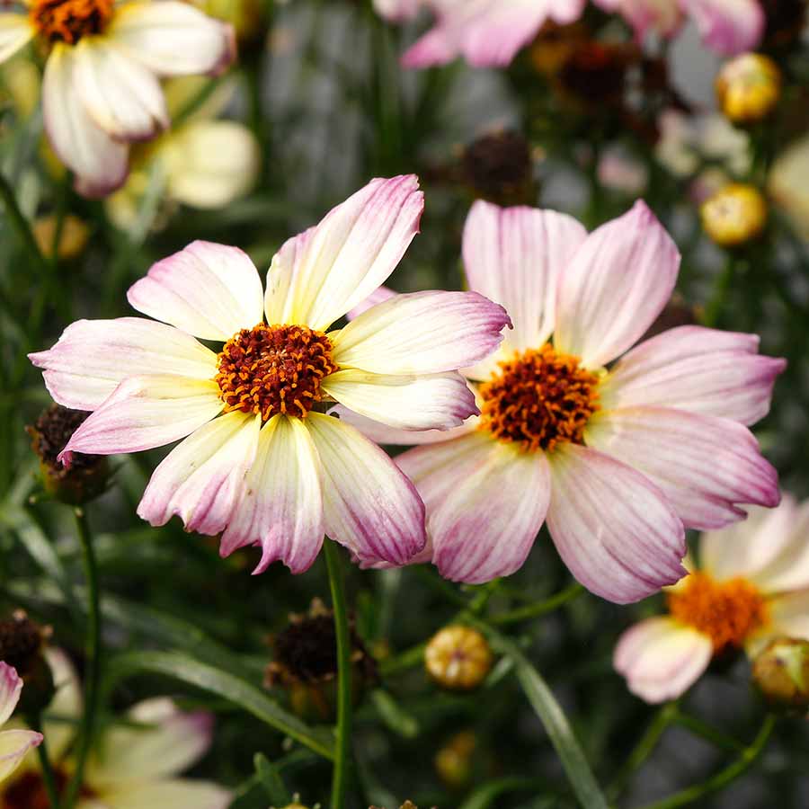 Coreopsis Nova® 'Jewel' - Coréopsis