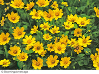 Coreopsis auriculata 'Nana'