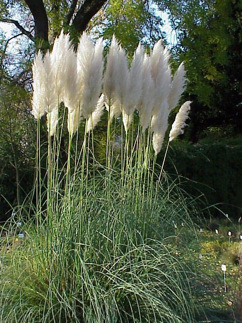 Cortaderia selloana - Pampa