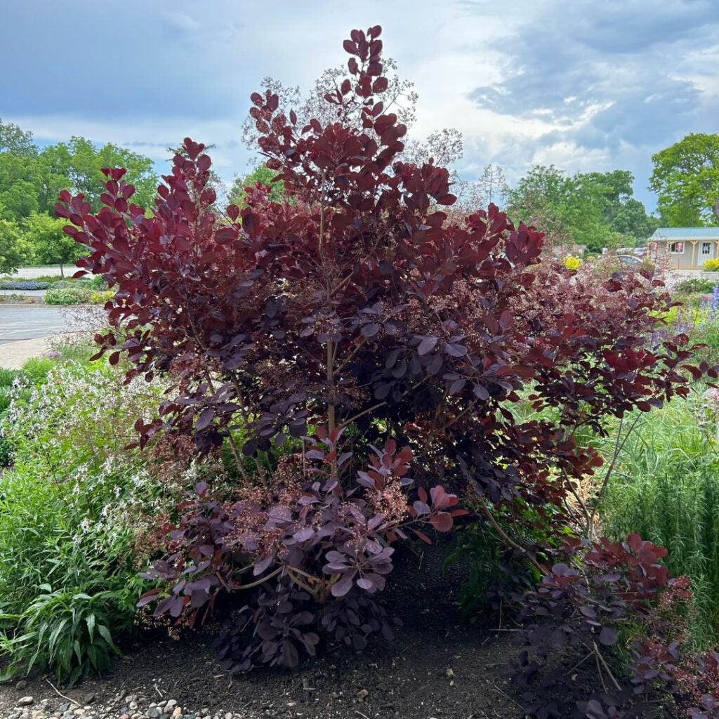 Arbuste Cotinus Coggygria 'Royal Purple' (Arbre à Perruque) - Conteneur 3-4 Litres, Feuilles Rouges Brillantes, Rustique