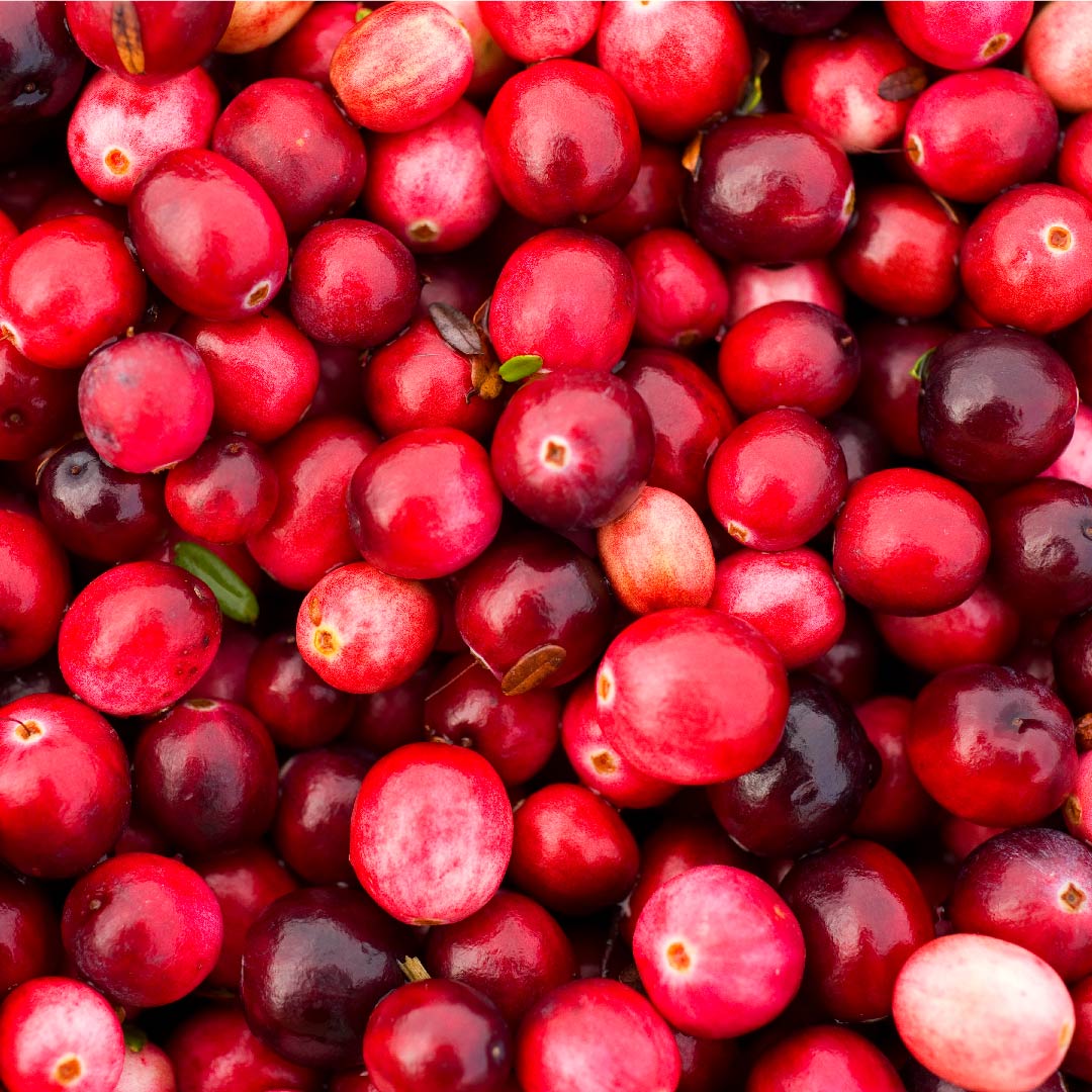 Vaccinium macrocarpon - La canneberge à gros fruits