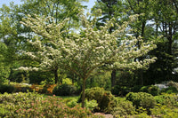 Crataegus viridis 'Winter King'