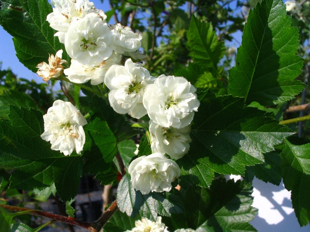 Crataegus mordenensis (x) 'Snowbird'