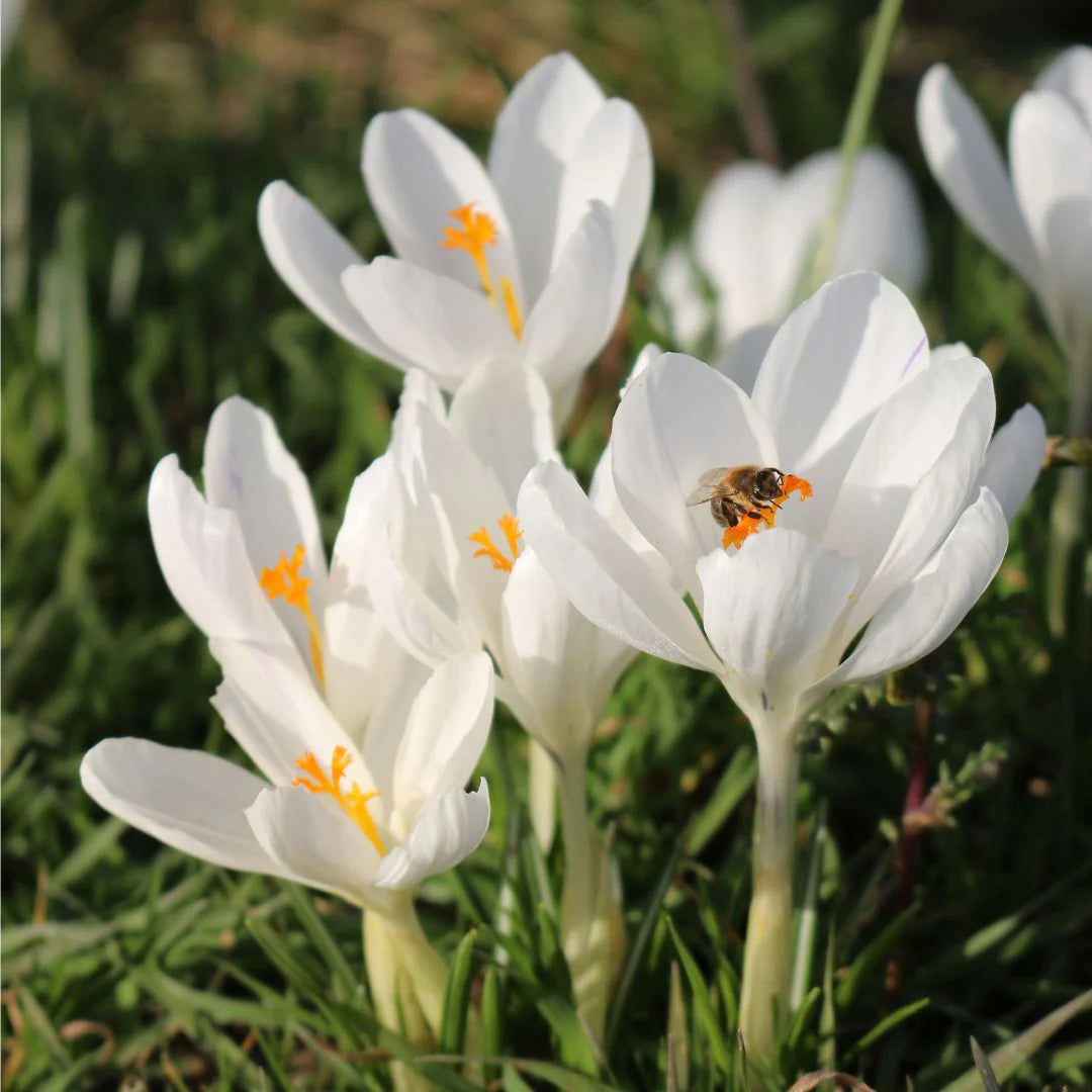 Bulbe d'automne - Crocus Snowstorm