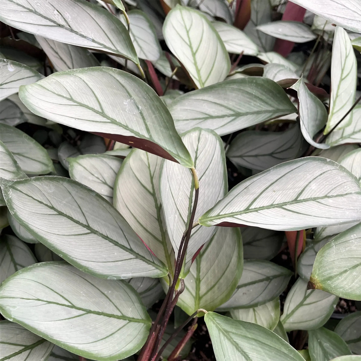 Calathea Gray Star