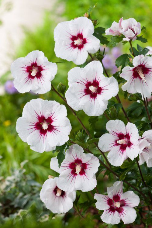 Hibiscus syriacus 'Red Heart'