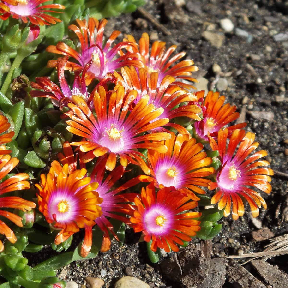 Delosperma 'Fire Spinner'