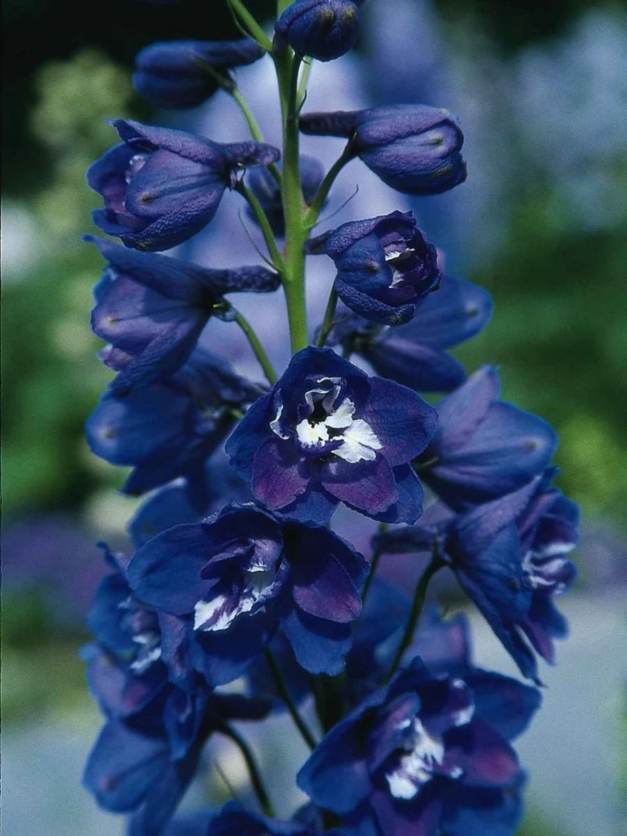 delphiniums guardian dark blue