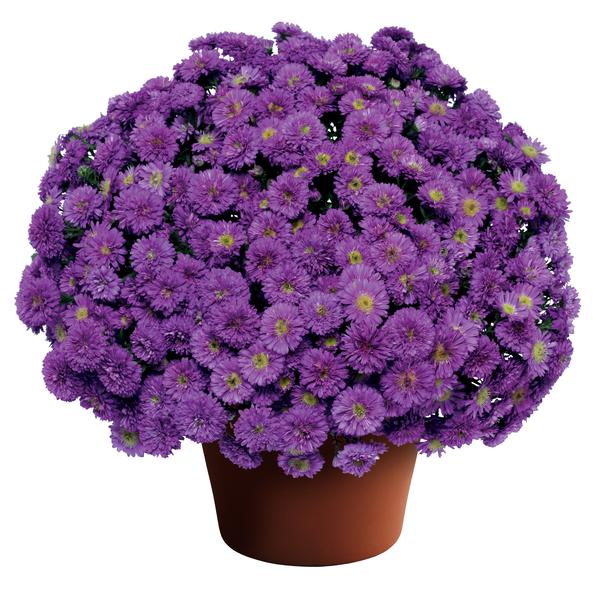 Aster Henry Purple